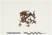 藏品(灰氣苔屬)的圖片